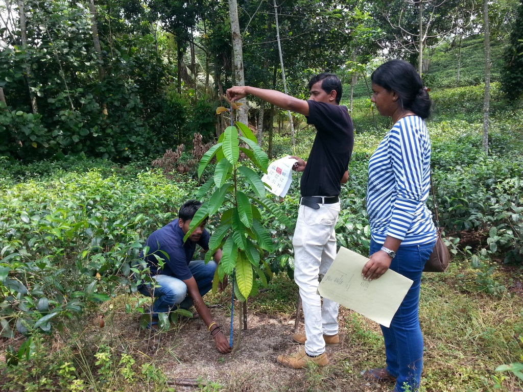 Forestry inspection